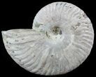 Silver Iridescent Ammonite - Madagascar #51508-1